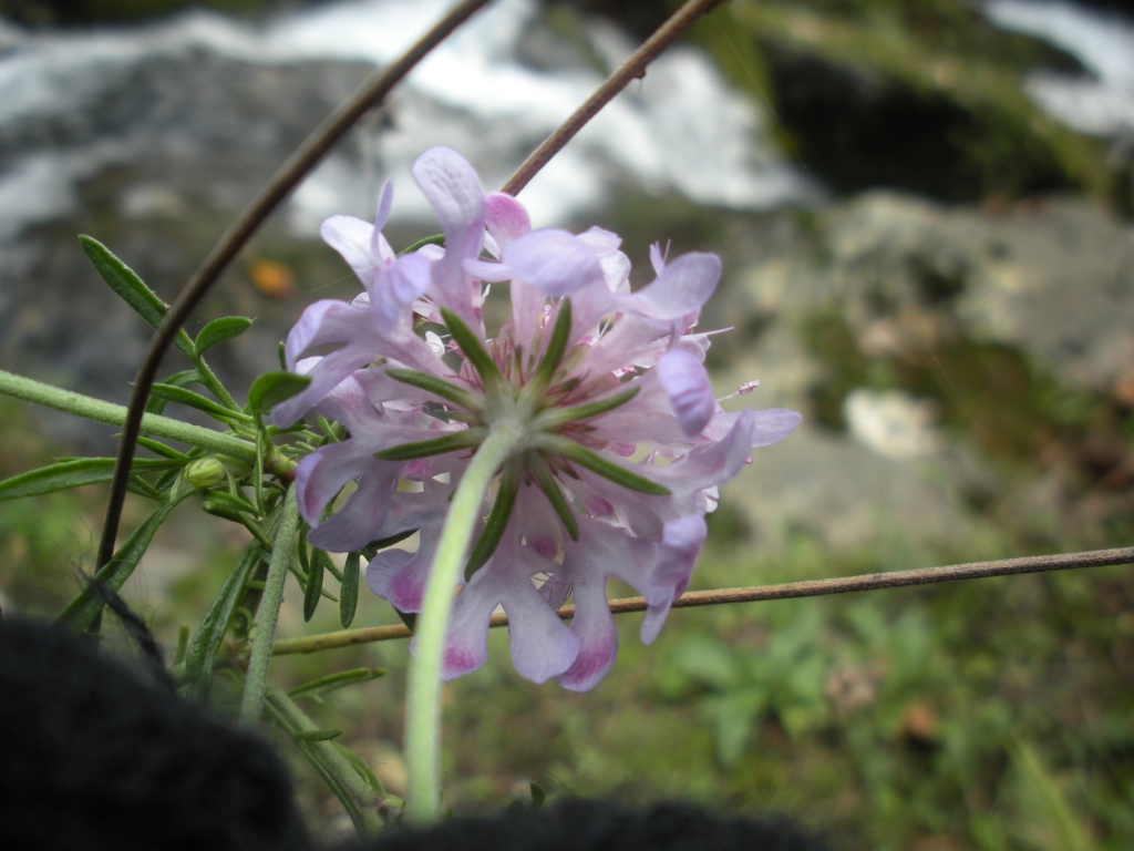 Scabiosa uniseta ?